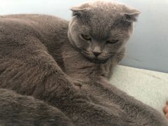 -喵的天空名猫咖啡馆·撸猫·猫舍·用品