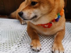 -逗柴咖啡屋·狗咖猫咖宠物桌游