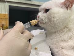 -纳吉亚猫专科动物医院·北北分院