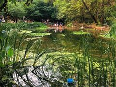 -白水寺森林公园