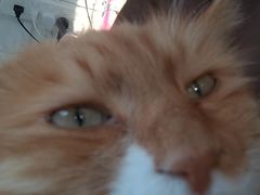 -平行世界·猫咖(首经贸店)