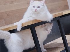 -瞄一喵猫咖(格力海岸店)