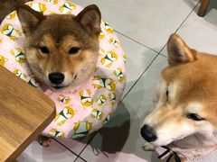 -柴务处·柴犬主题狗咖