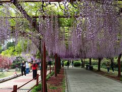 -嘉定紫藤园