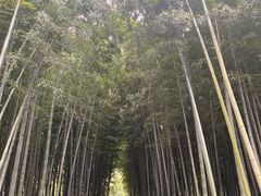 -树山生态村