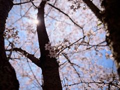 -高东镇樱花园