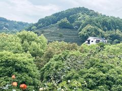 -阿巧茶庄