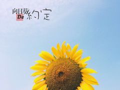 -關東雪东北菜(中庚漫游城店)