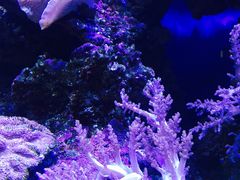 -御唐府海珊瑚主题餐厅
