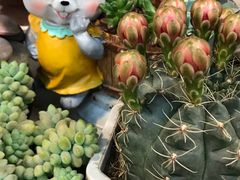 -双季花艺园艺市场(浦东店)