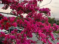 -神光山国家森林公园