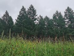 -塞罕坝国家级自然保护区