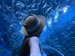-海合安成都极地海洋公园