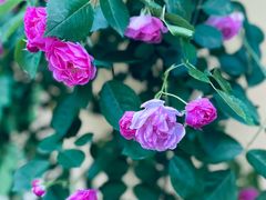 -颐和路民国时期公馆-风貌区