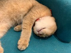 -猫在这儿猫咪咖啡馆·撸猫馆