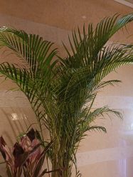 -青岛香格里拉·氣水疗中心