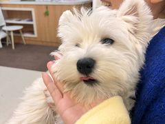 -爱妮康宠物医院·干细胞免疫细胞·肿瘤·心脏(张江店)