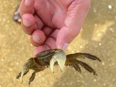 -碧海金沙
