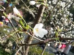 -武汉大学-樱园