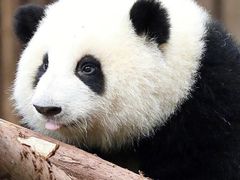 -都江堰中华大熊猫苑