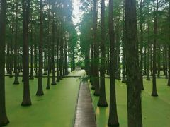 -渌洋湖湿地公园