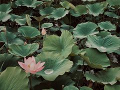 -西青郊野公园