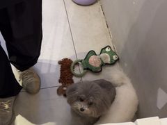 -狗道宠物(常熟印象城店)