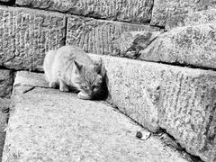 -终南山国家森林公园