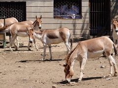 -青藏高原野生动物园