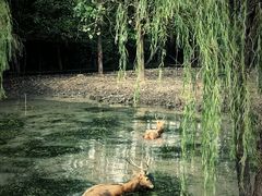 -溱湖国家湿地公园