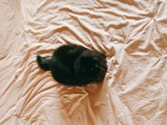 -纳吉亚猫专科动物诊疗中心(蒋宅口分院)