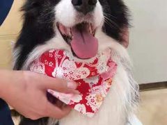 -宠福鑫康馨动物医院·骨科·眼科