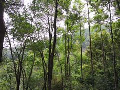 -火炉山森林公园