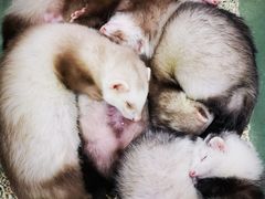 -藦茜花园宠物主题亲子互动体验馆(国顺东路店)