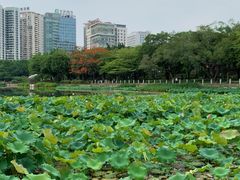 -南宁南湖公园