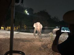 -清迈夜间动物园