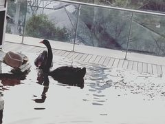 -行者书屋大堂吧 ·下午茶(南京圣和府邸酒店)