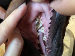 -宠福鑫康馨动物医院·骨科·眼科