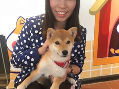 -柴犬高等学院·狗咖·柴犬售卖·宠物训练