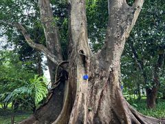 -中国科学院西双版纳热带植物园