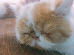 -乐宠宠物店(世纪金源店)