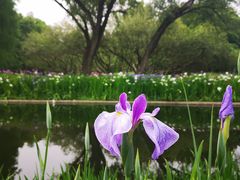 -上海共青森林公园