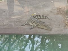 -清迈夜间动物园