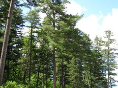 景点-五营红松林海景区