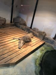 -未来动物城动物主题公园(大悦城店)