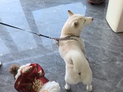 -芭比堂动物医院·CT·微创中心(新顺分院)