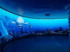 -芜湖新华联大白鲸海洋公园