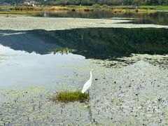 -腾冲北海湿地