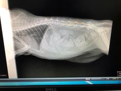 -乐嘟嘟宠物医院