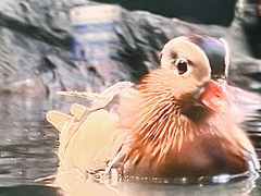 -大阪海游馆